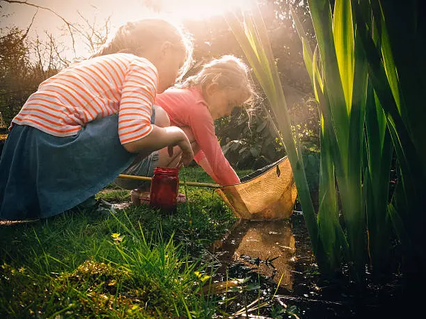 Two little girls using fishing nets to look for wildlife in a pond.