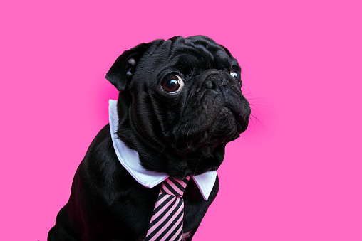 Black pug dog portrait on pink bacground. Puppy wearing bow tie.