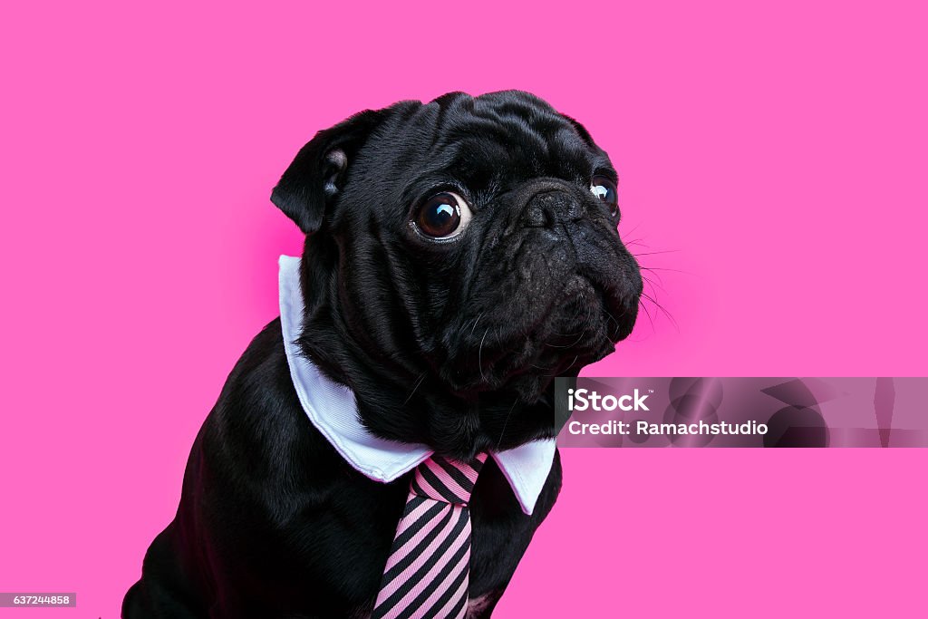 Black pug dog portrait on pink bacground. Black pug dog portrait on pink bacground. Puppy wearing bow tie. Dog Stock Photo