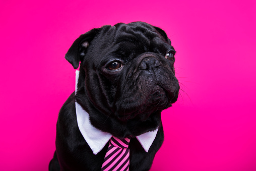 Sleepy bored dog pug wearing bow tie on pink background. Serious face