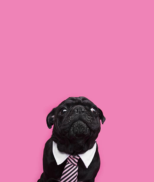 istock Funny pug dog lean out on pink background. 637244972