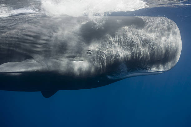 capodoglio (physeter macrocephalus) - capodoglio foto e immagini stock