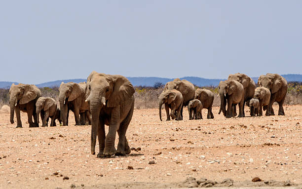 istock elephants walking to the waterhole 637245120