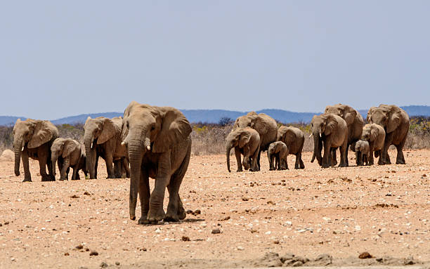 elephants walking to the waterhole stock photo