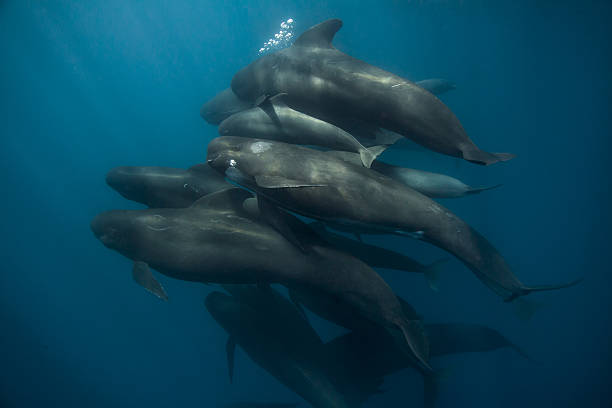 Pod of long-finned pilot whales Gibraltar Straits stock photo