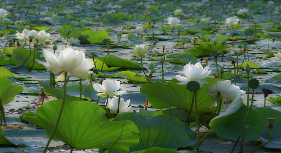 Whited Lotus in the lake.