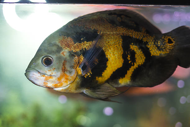 istock aquarium fish photo 637245910