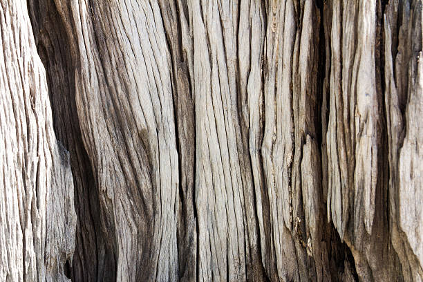 istock Rough cracked wood plate texture background 637246624