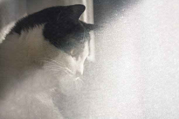 istock Black and white colored cat peeping through the window 637247812