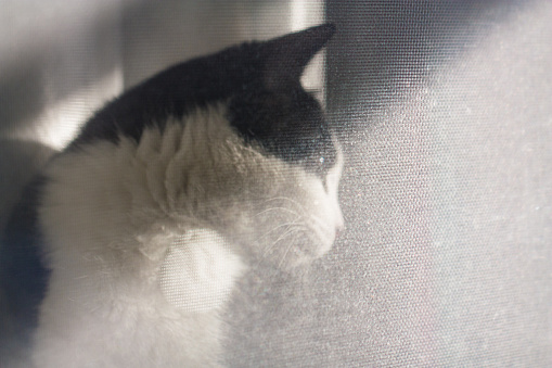 Black and white colored cat peeping through the window at home