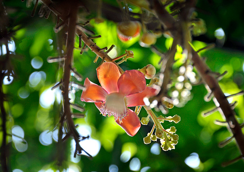Flower of the Sal tree in Thailand, Shorea Robusta, also known as Sakhua tree or Shala tree across asia.