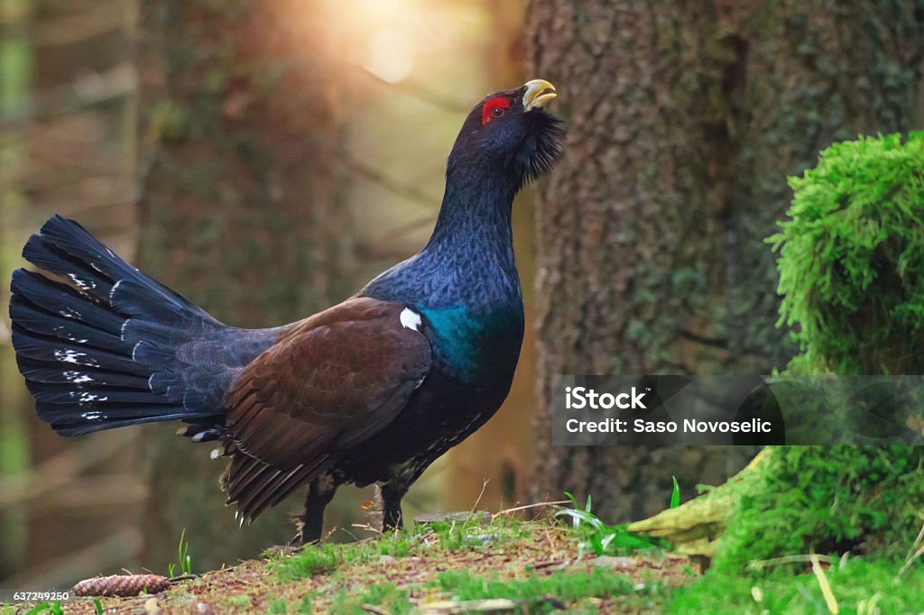 Adult Male Tetrao Urogallus The western capercaillie (Tetrao urogallus), also known as the wood grouse, heather cock, or just capercaillie is the largest member of the grouse family in the morning sun in forest. Capercaillie Grouse Stock Photo