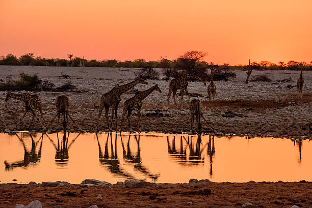 istock Giraffes and their reflections drinking at dusk 637249438