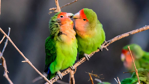 istock Loving Rosy faced lovebirds 637249962
