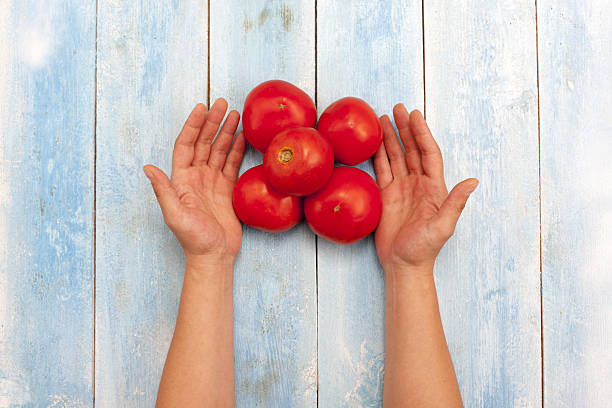 istock Red organic tomatoes in hands on blue wooden board 637250322