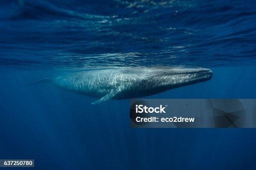 istock Blue Whales - Sri Lanka April 2012 637250780