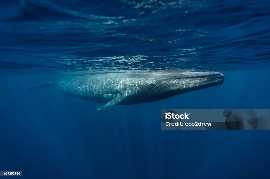 Blue Whales - Sri Lanka April 2012 Blue Whale and Calf Blue Whale Stock Photo
