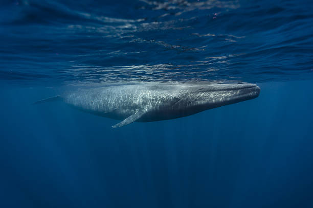 Blue Whales - Sri Lanka April 2012 stock photo