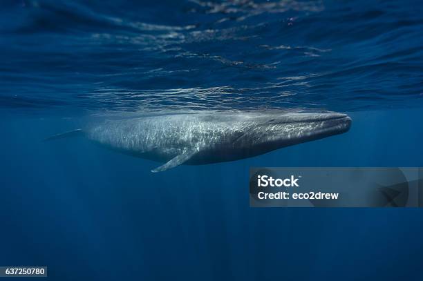 Blue Whales Sri Lanka April 2012 Stock Photo - Download Image Now - Blue Whale, Sri Lanka, Underwater