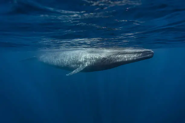 Photo of Blue Whales - Sri Lanka April 2012