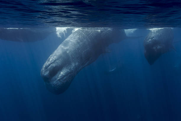 taller de wdc kalpitya. armada de cachalotes. sri lanka - sperm whale fotografías e imágenes de stock