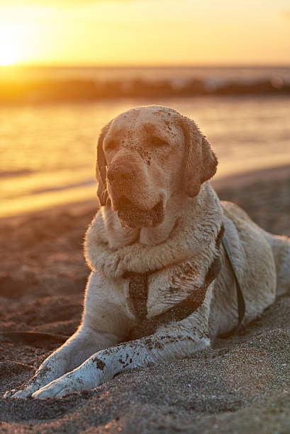 istock Labrador dog  in beach sand 637252884