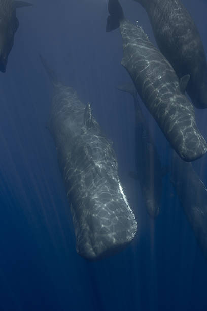 istock WDC Kalpitya workshop. Sperm Whale Armada. Sri Lanka 637254328