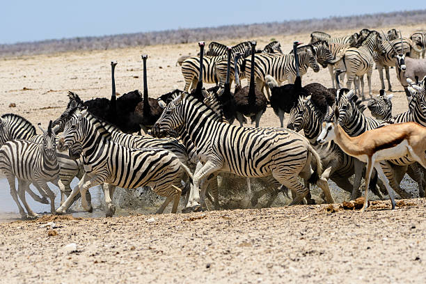 istock nervous Zebra at the waterhole 637254454