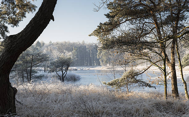 istock winter landscape with trees and water 637255294