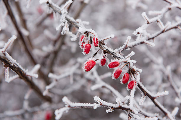 istock trees in the snow on the branches frost 637255434