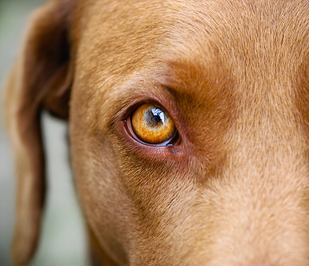 Closeup of the eye of a brown Labrador dog
