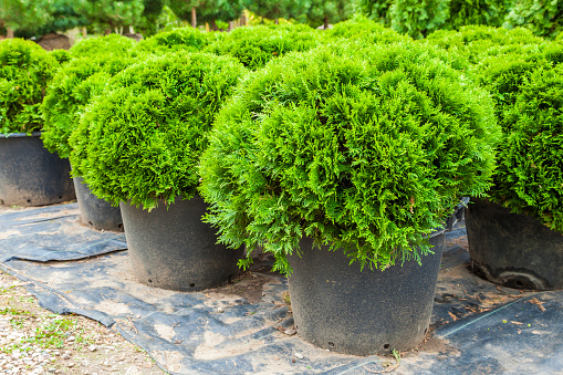Evergreen cypresses plants in pots on tree farm