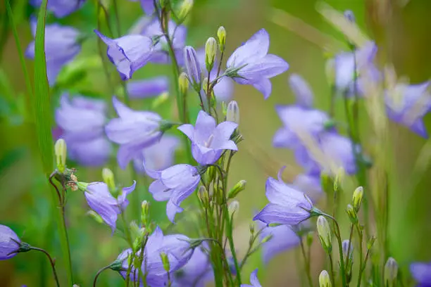 Horizontal image of blue Prairie Harebells in bloom.  Image is soft focus with the sharpest part of the image in the centre.  Some vignetting has been applied to the edge of the image.