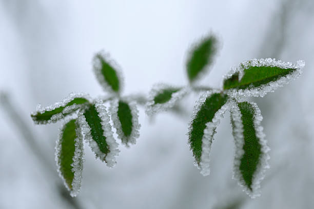 Green branch framed with ice crystals
