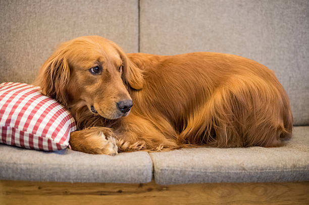 istock The Golden Retriever sleeps on the couch 637260088