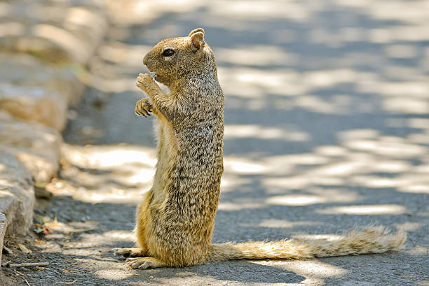 Defeat Squirrel 70+ Rage Squirrel Stock Photos, Pictures & Royalty-Free Images - iStock