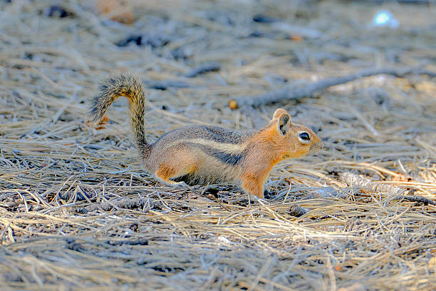 Squirrel Tamias striatus, squirrel, chipmunk in Yosemite prowling stock pictures, royalty-free photos & images