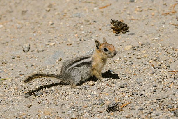 Squirrel Tamias striatus, squirrel, chipmunk in Yosemite prowling stock pictures, royalty-free photos & images