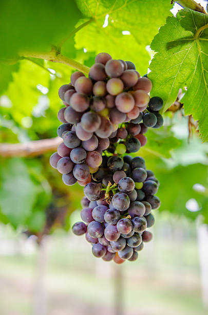 istock vineyard with ripe grapes in countryside 637260842