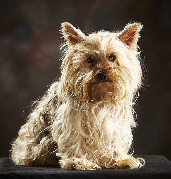 istock Adorable Brown Yorkshire Terrier (Purebred Dog) Studio Shot. Dark Background 637262518