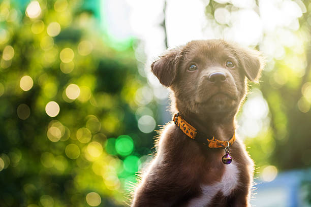 istock labrador retriever puppy dog portrait 637263862