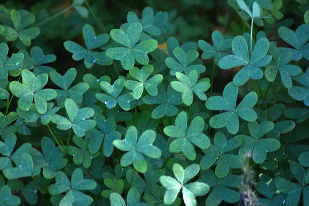 istock Closeup field full of clovers 637264170