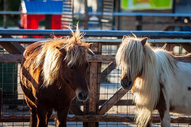 kolorowy obraz szetlandzkich ponnies na farmie - ponny zdjęcia i obrazy z banku zdjęć