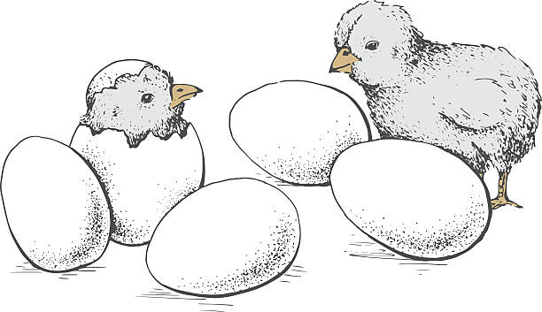 달걀, 치킨 - animal egg chicken new cracked stock illustrations