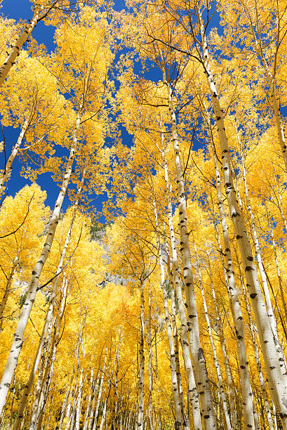 istock Aspen tree Fall foliage color in Colorado 637266250
