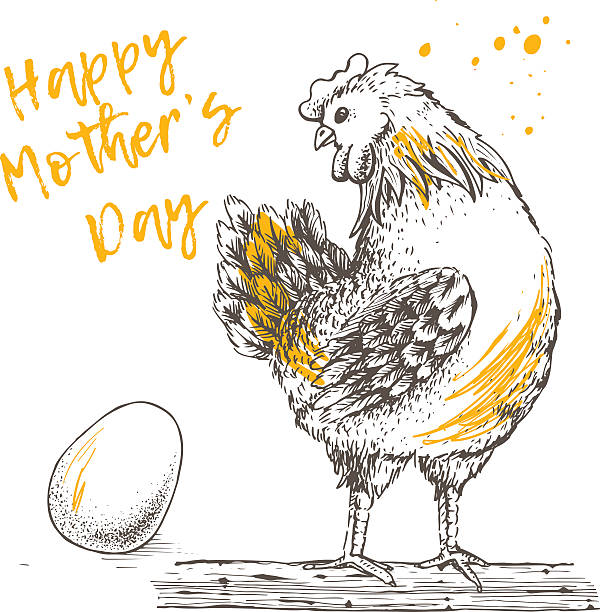 ilustrações, clipart, desenhos animados e ícones de design vintage com galinha e ovo. feliz dia das mães. - chicken baby chicken animal egg animal