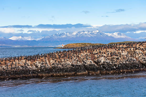 istock Bird Island near Ushuaia 637266906