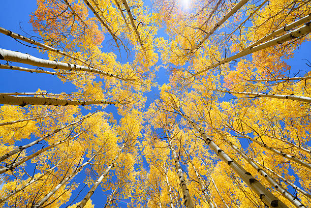 istock Aspen tree Fall foliage color in Colorado 637266960