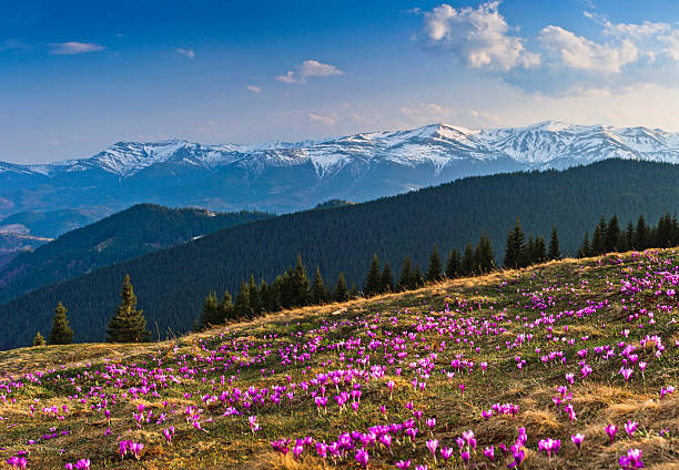 背景の雪をかぶった山々のクロッカス。 - spring crocus temperate flower european alps ストックフォトと画像