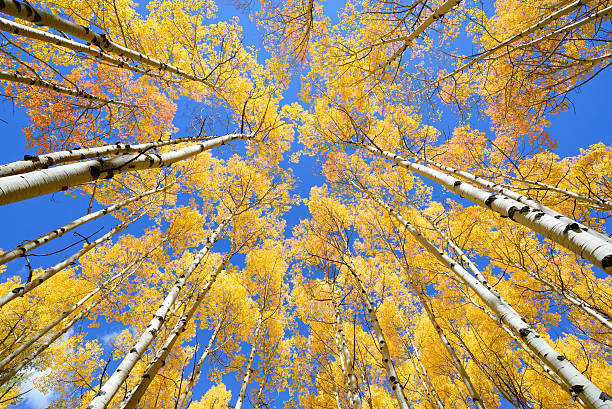 istock Aspen tree Fall foliage color in Colorado 637267768